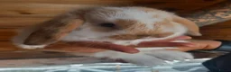 Mini Lop rabbits for sale: Mini Lop babies - Advert 5