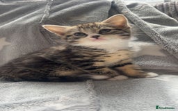 Mixed Breed cats for sale: kittens ready for reservation  - Image 7