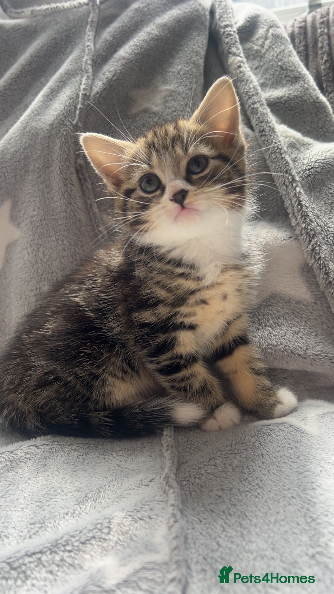 Mixed Breed cats for sale: kittens ready for reservation  - Image 7