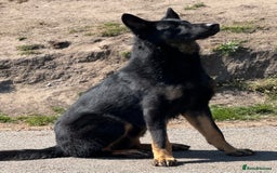 German Shepherd dogs for sale: KC Reg Working Line GSD pups. - Image 4