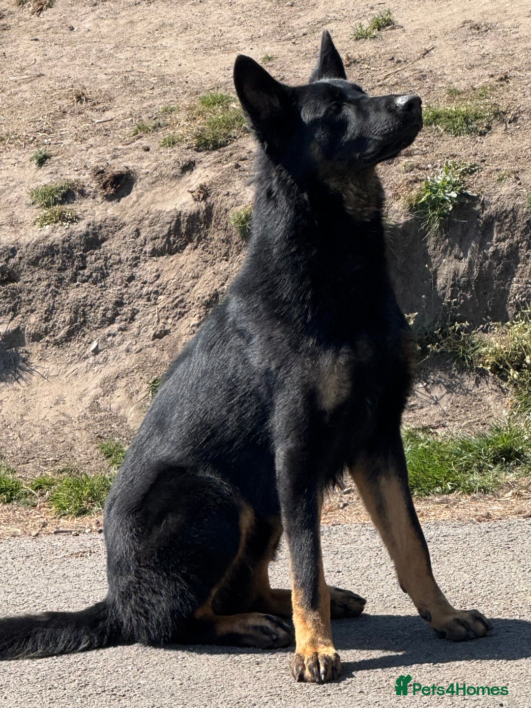 German Shepherd dogs for sale: KC Reg Working Line GSD pups. - Image 4