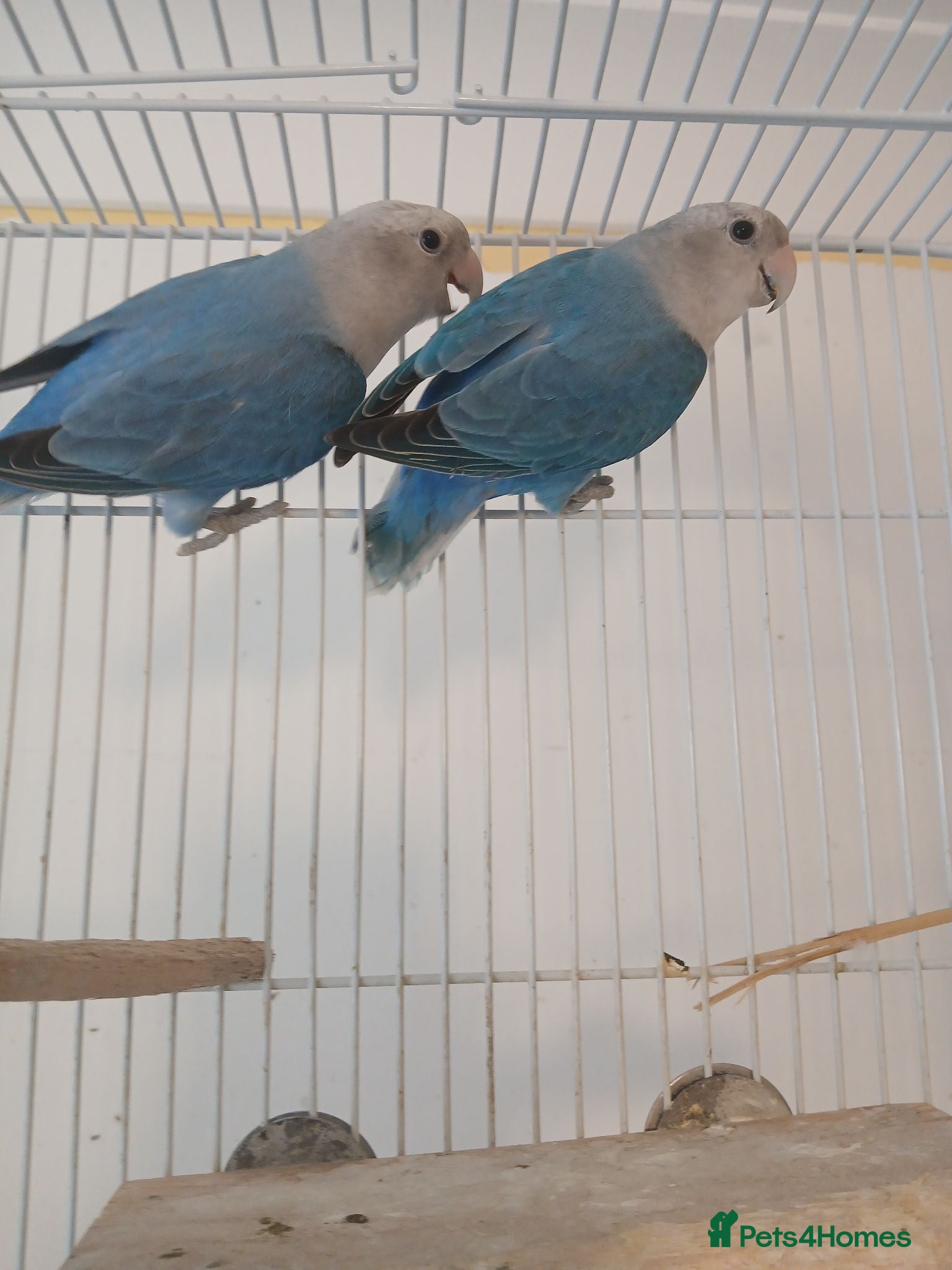 Lovebirds birds Pair of blue lovebirds £95 - Advert 1
