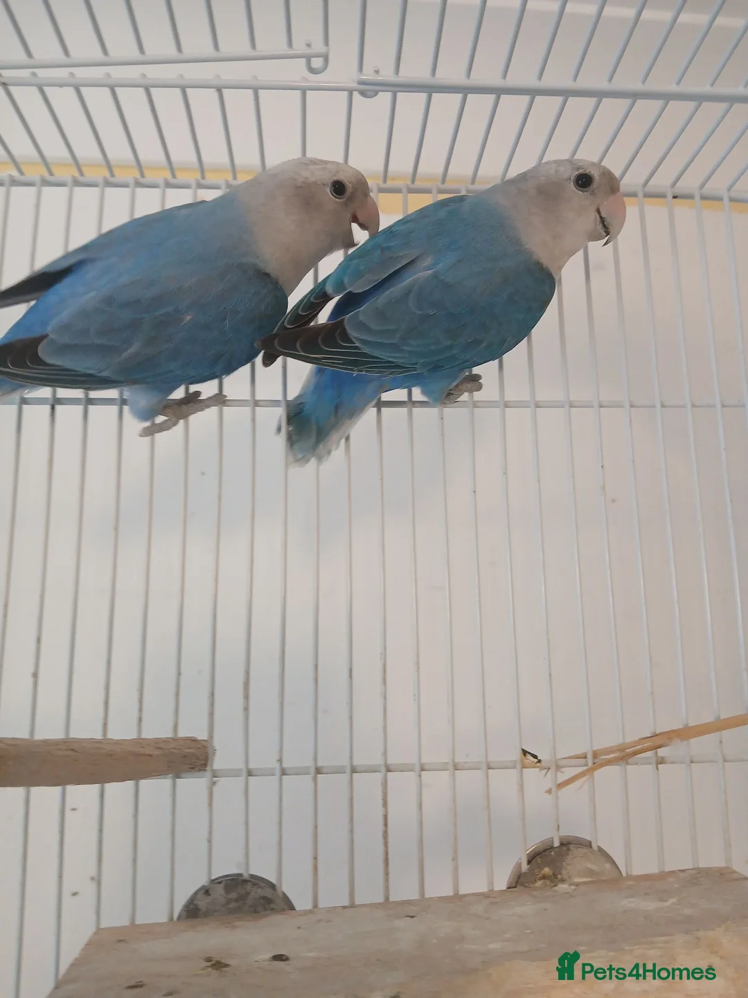 Lovebirds birds for sale: Pair of blue lovebirds £95 - Advert 1