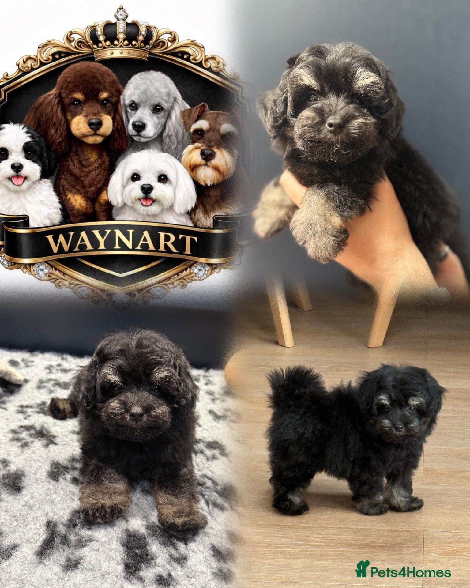 Schnoodle dogs 💫 LAST GIRL DNA CLEAR FLUFFY SCHNOODLE 💫 - Advert 2