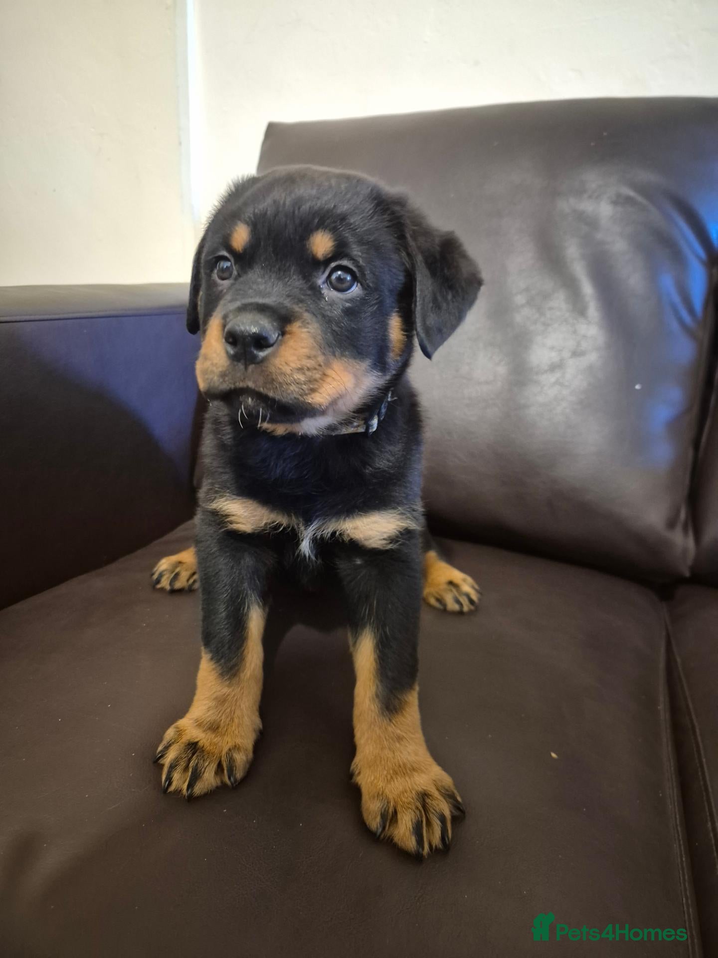 Rottweiler dogs for sale: 8 week old male rottweiler  - Advert 12