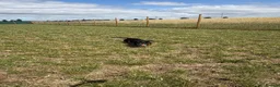 Dachshund dogs for sale: Male dachshund 10 months old  in Milton Keynes - Advert 9