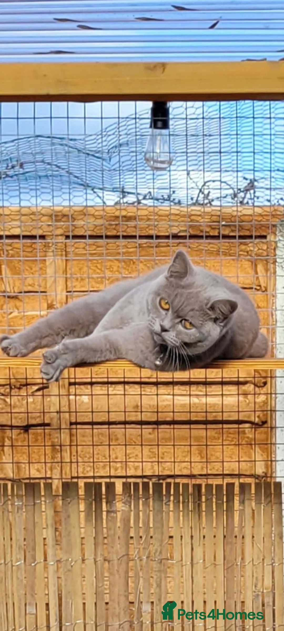 British Shorthair cats for sale: BSH Cross kittens  in Cannock - Advert 2