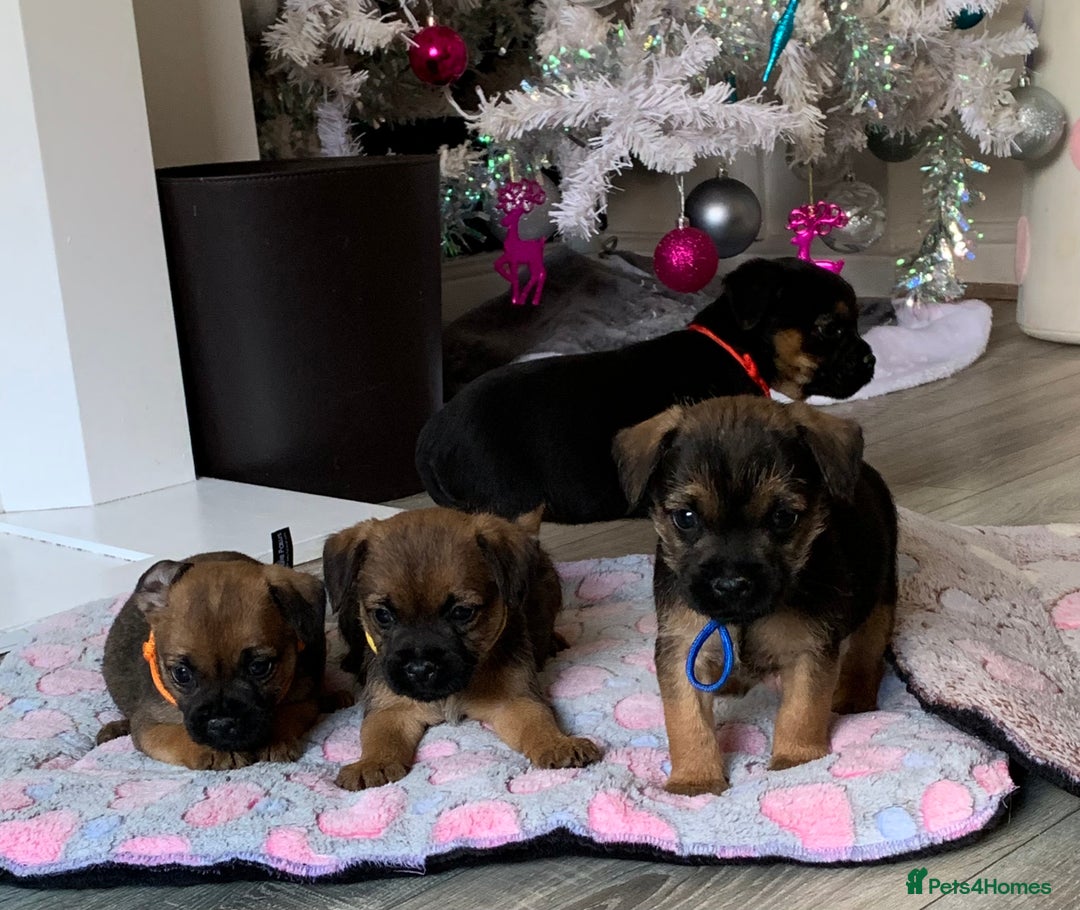 Border Terrier dogs for sale: Healthy Companions KC registered  - Advert 20