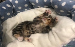 Mixed Breed cats for sale: Lovely kittens 8 weeks old  - Image 6