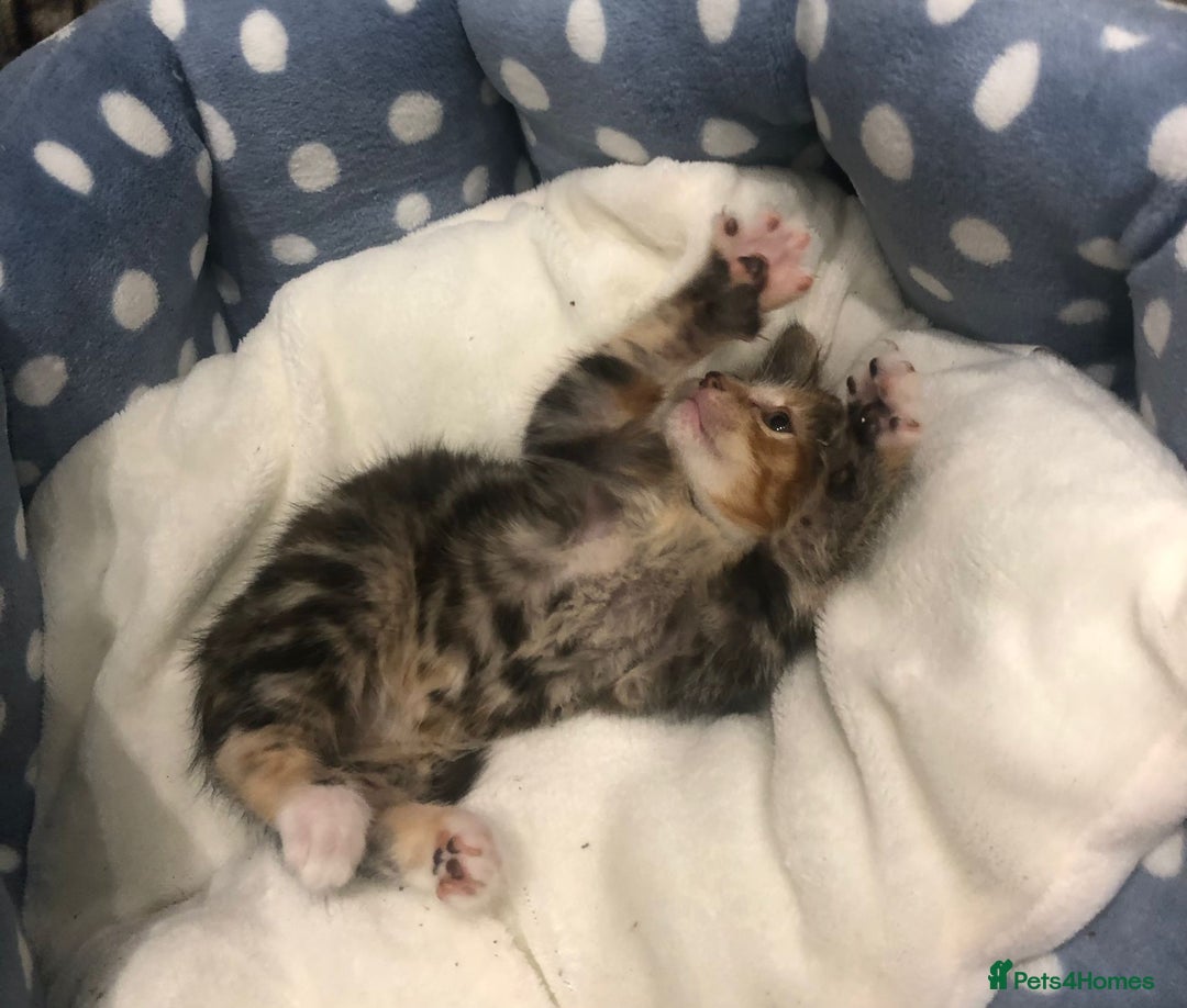 Mixed Breed cats for sale: Lovely kittens 8 weeks old  - Image 6