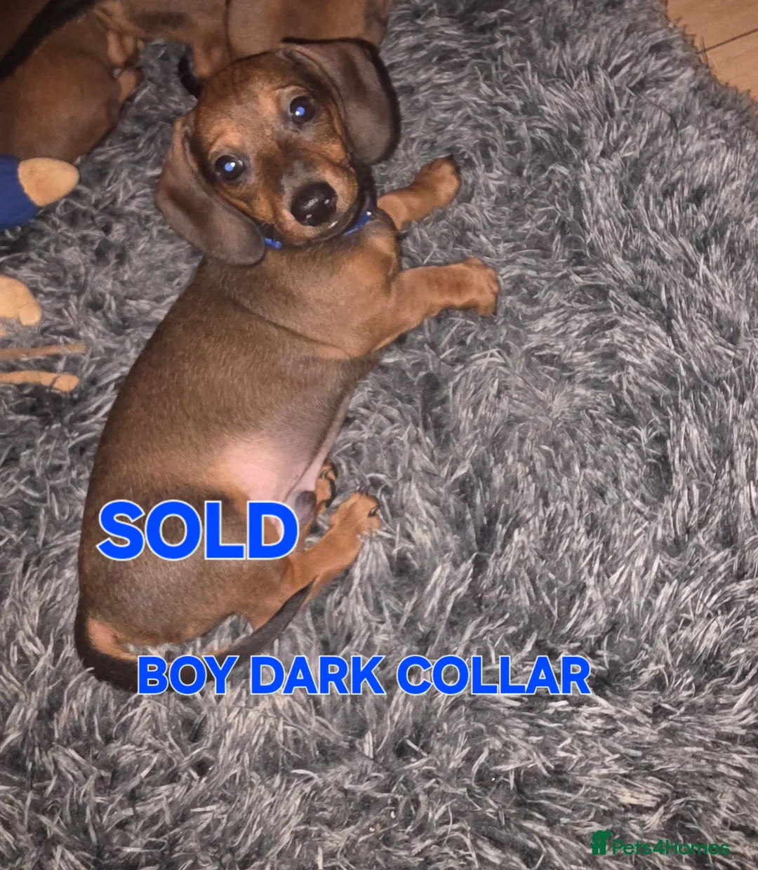 Miniature Dachshund dogs for sale: Ready now 4 beautiful KC registered girls  - Advert 8