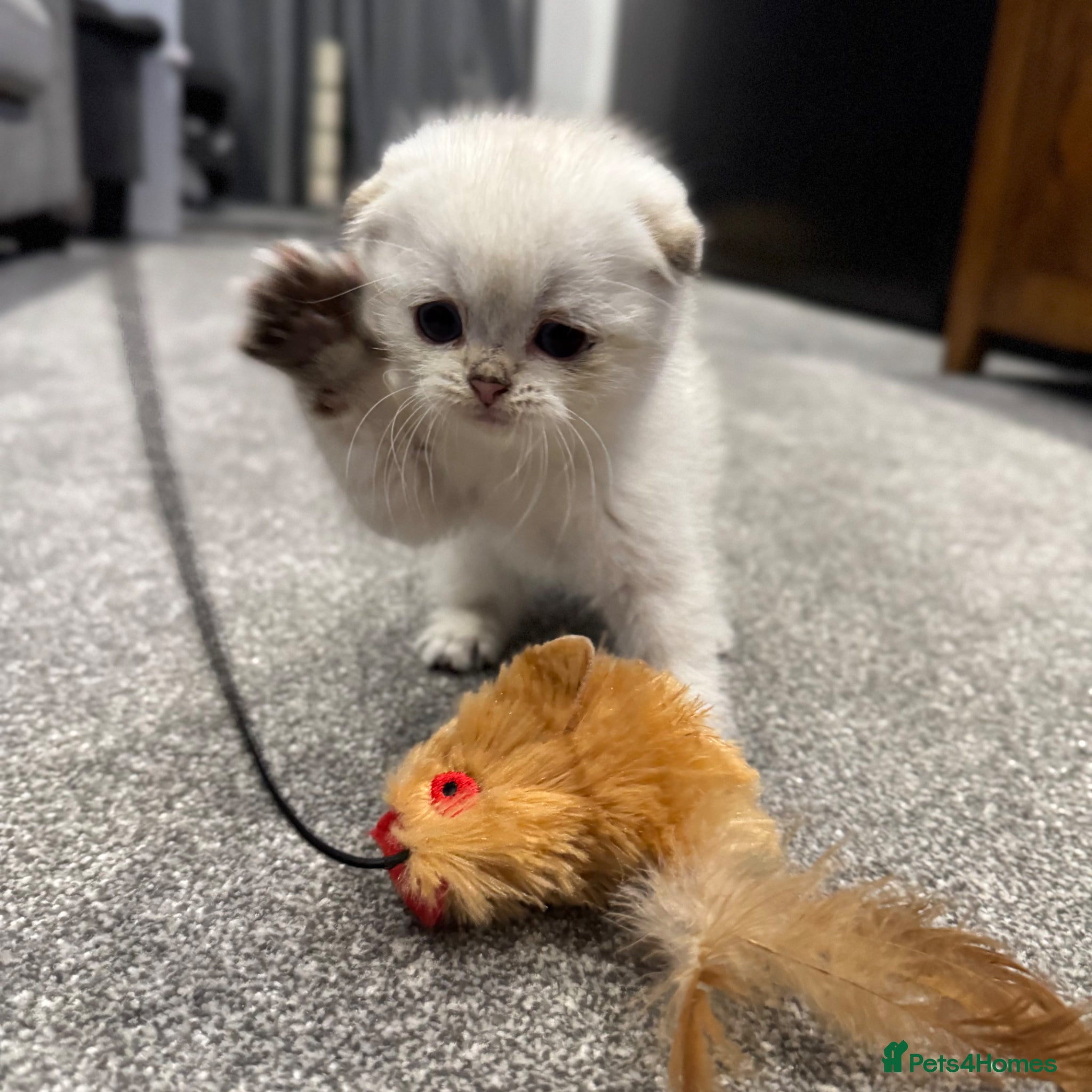 Scottish Fold cats Scottish Fold Kittens chinchilla  - Advert 15