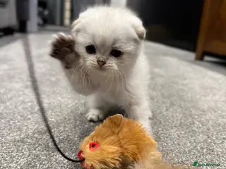 Scottish Fold cats Scottish Fold Kittens chinchilla - Advert 15