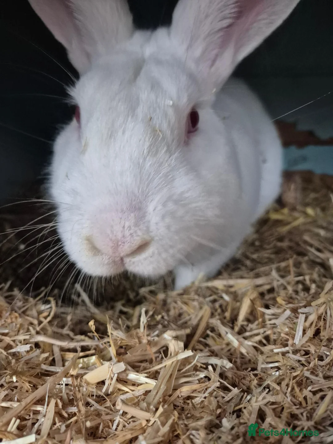 New Zealand rabbits for sale: New Zealand Buck - Advert 2