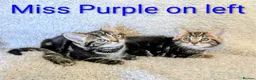 Bengal cats for sale: Snow Bengal Maine coon mixed moggies - Advert 11
