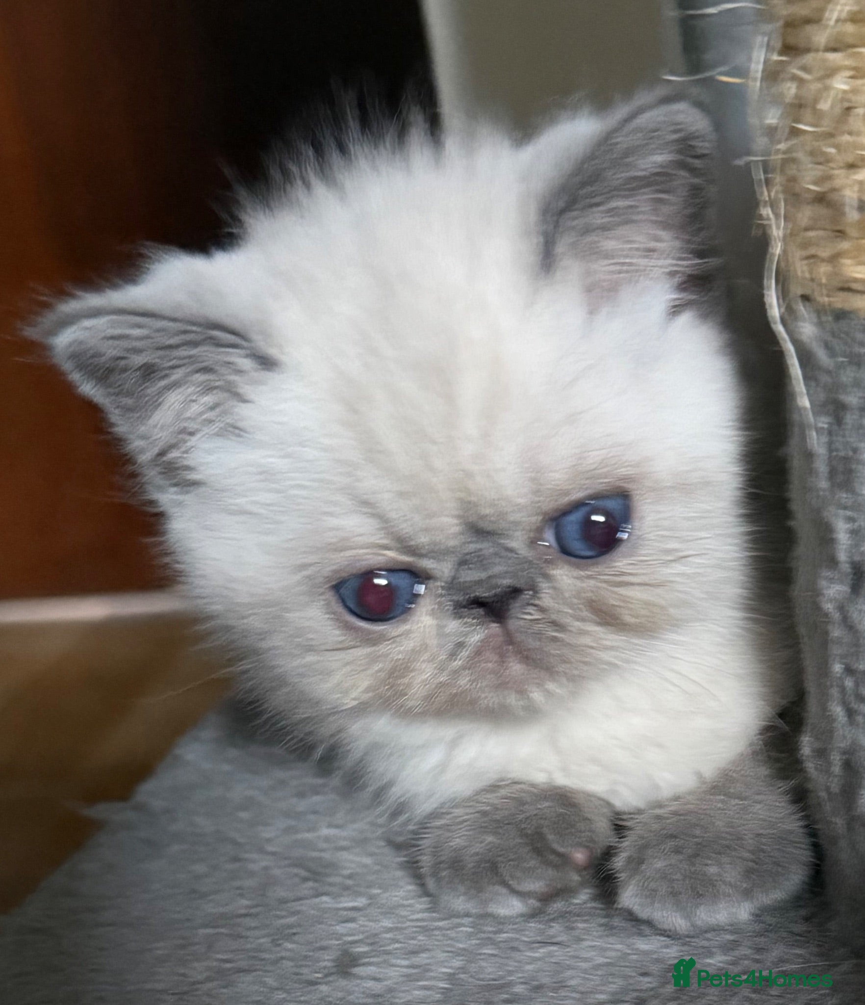 Exotic cats Colourpoint Exotic Shorthair Kittens  - Advert 3