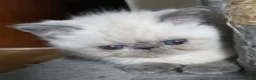 Exotic cats for sale: Last Remaining  Exotic Shorthair Kitten - Advert 2