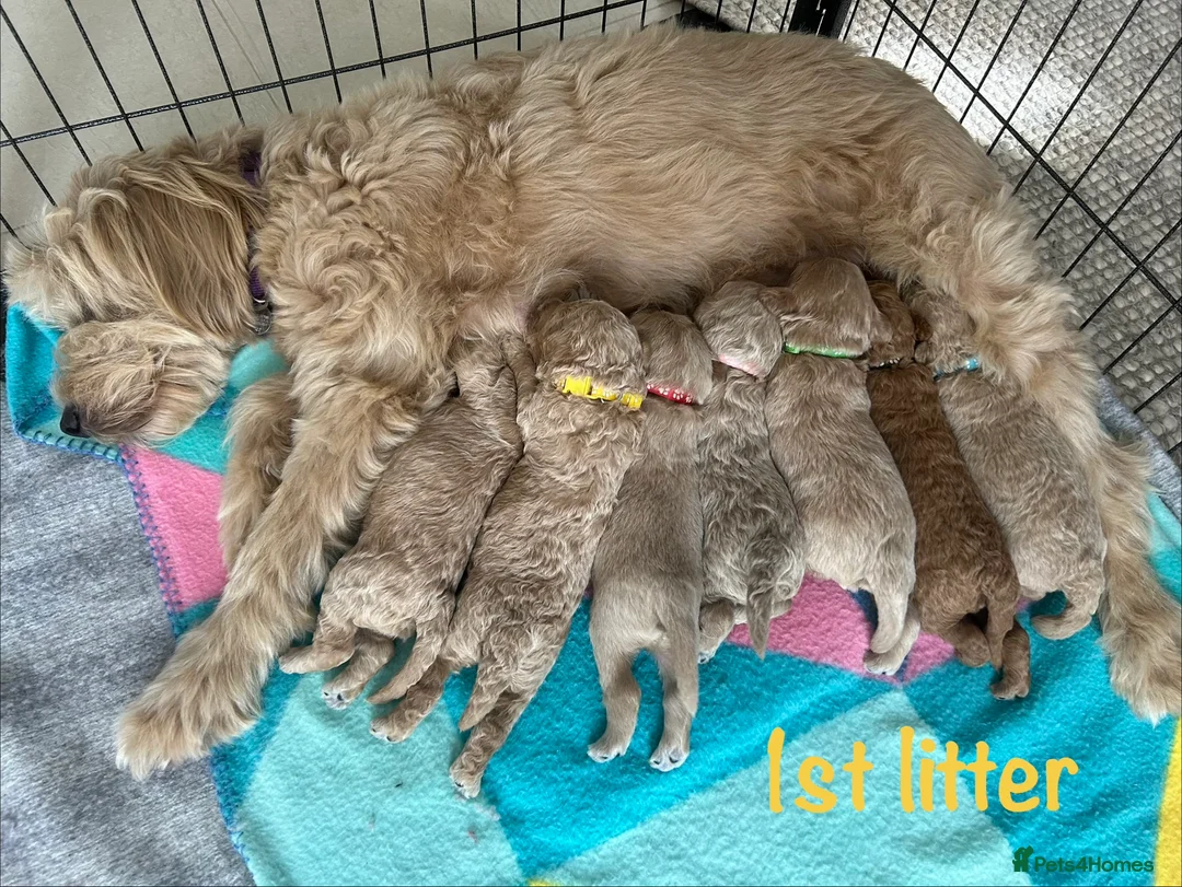 Mini Goldendoodle dogs for sale: 5★Miniature Goldendoodle Puppies-Waiting List Open - Advert 20