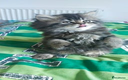 Persian cats for sale: Persian kittens  - Image 5