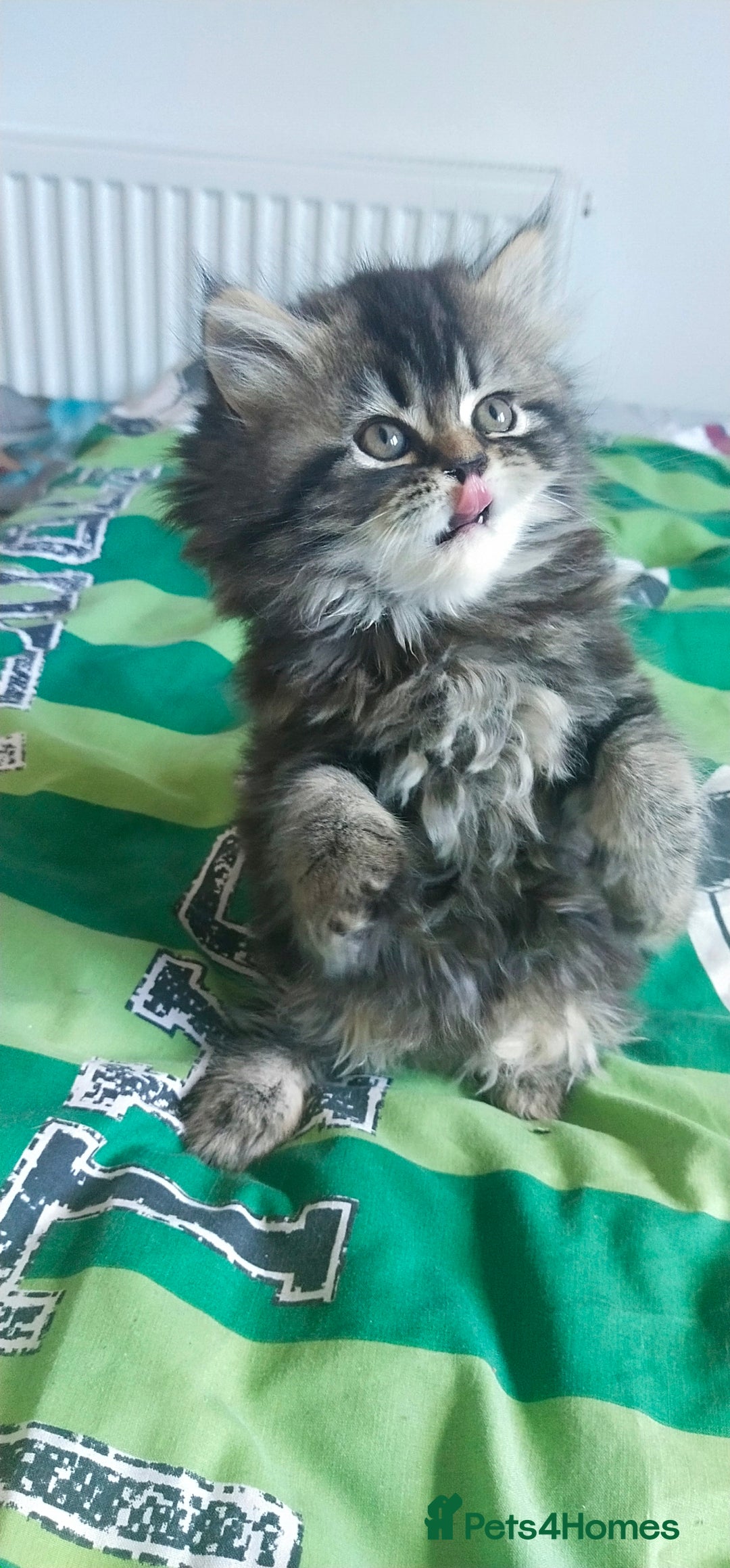 Persian cats for sale: Persian kittens  - Image 5