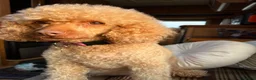Cavapoo dogs for sale: Pedigree Cavapoo puppies health tested READY NOW - Advert 16