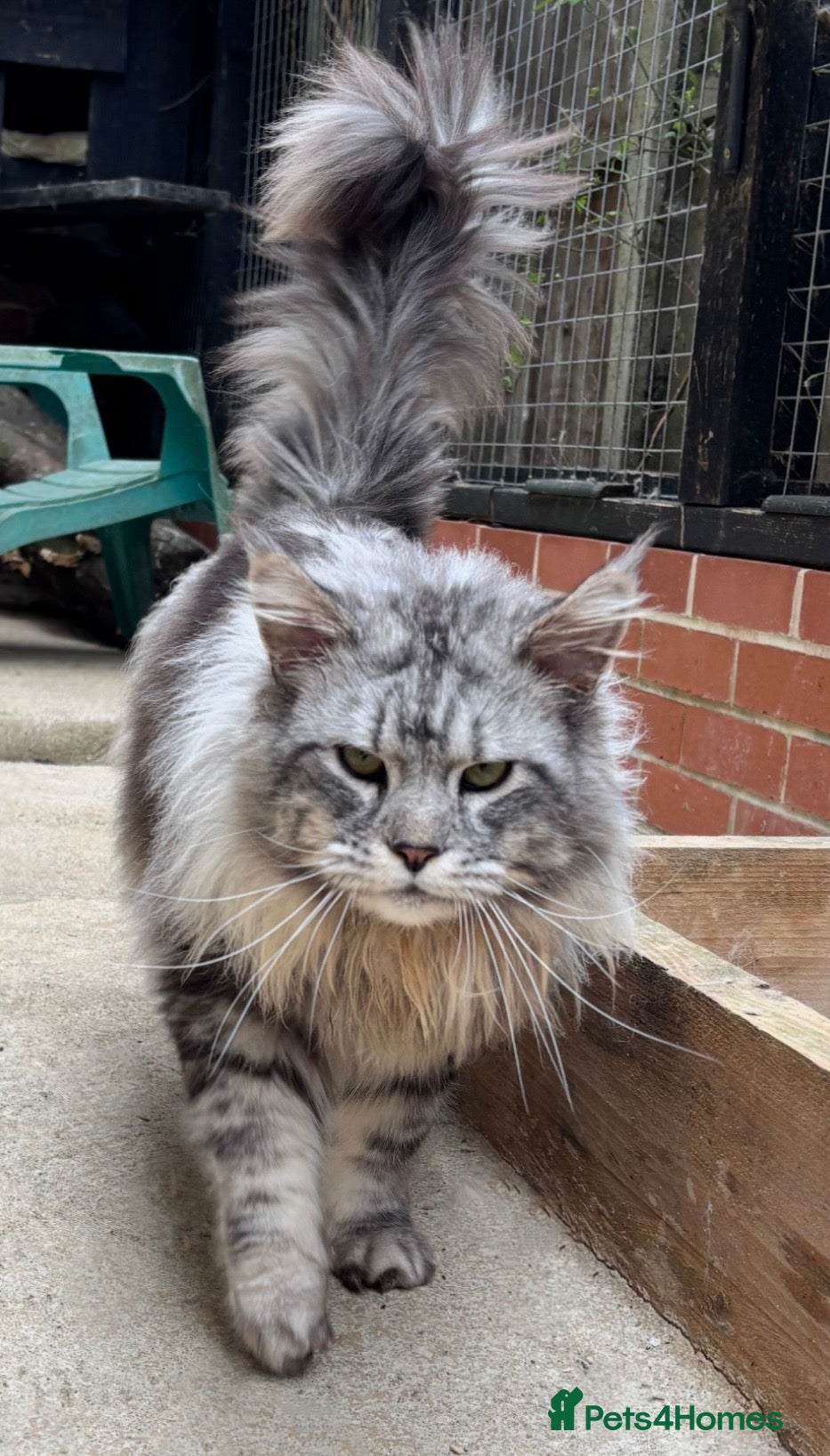 Maine Coon cats Silver TICA registered boy available  - Advert 7
