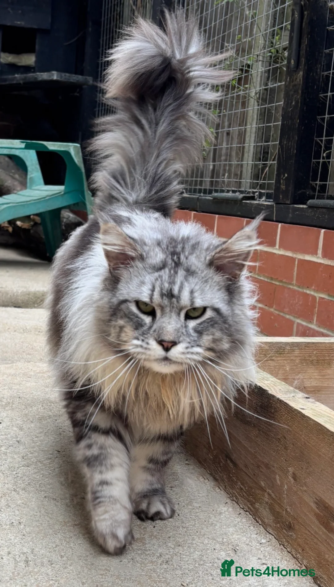 Maine Coon cats for sale: Silver TICA registered boy available  - Advert 1