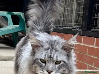 Maine Coon cats Silver TICA registered boy available - Advert 7