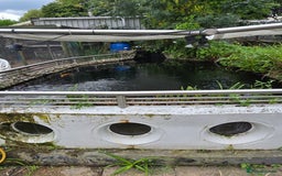 Koi Carp fish for sale: Various large carp available - Pond Closure  - Image 3