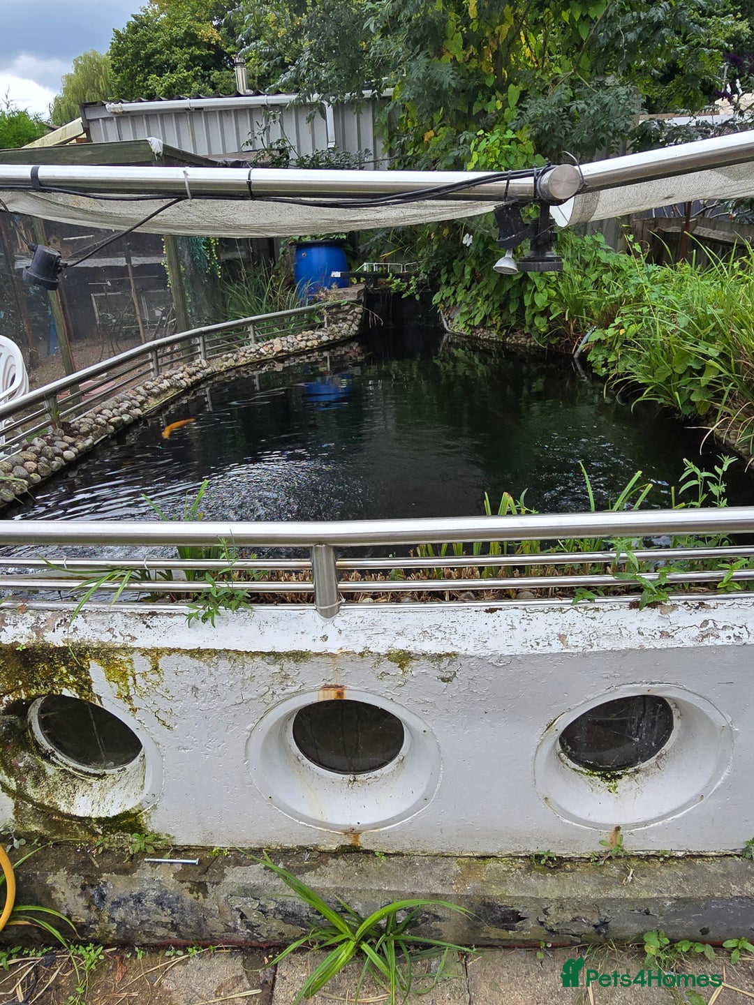Koi Carp fish for sale: Various large carp available - Pond Closure  - Image 3