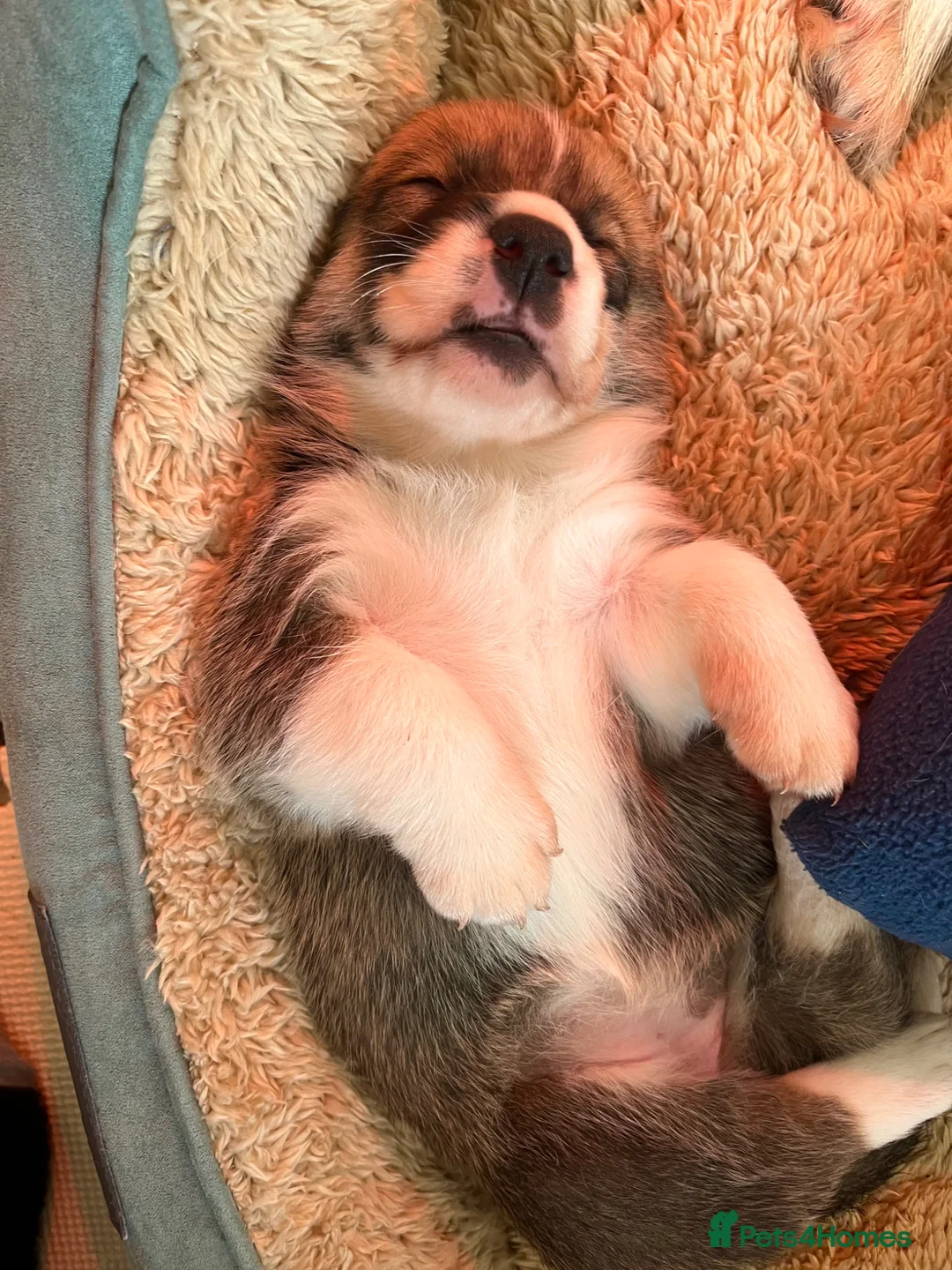 Mixed Breed dogs for sale: Adorable Corgi Pups in Llanon - Advert 11