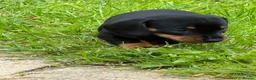 Dachshund dogs for sale: Gorgeous  Dachshund puppies for sale in Dorchester - Advert 7