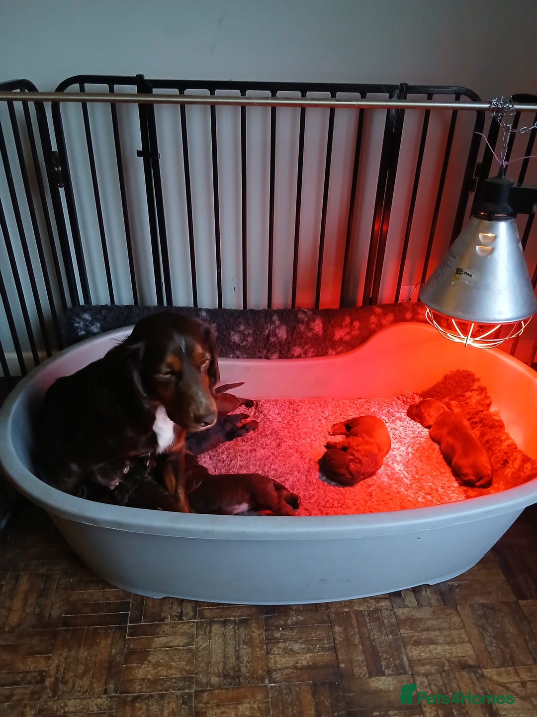 Cocker Spaniel dogs for sale: Cocker Spaniels - Image 1