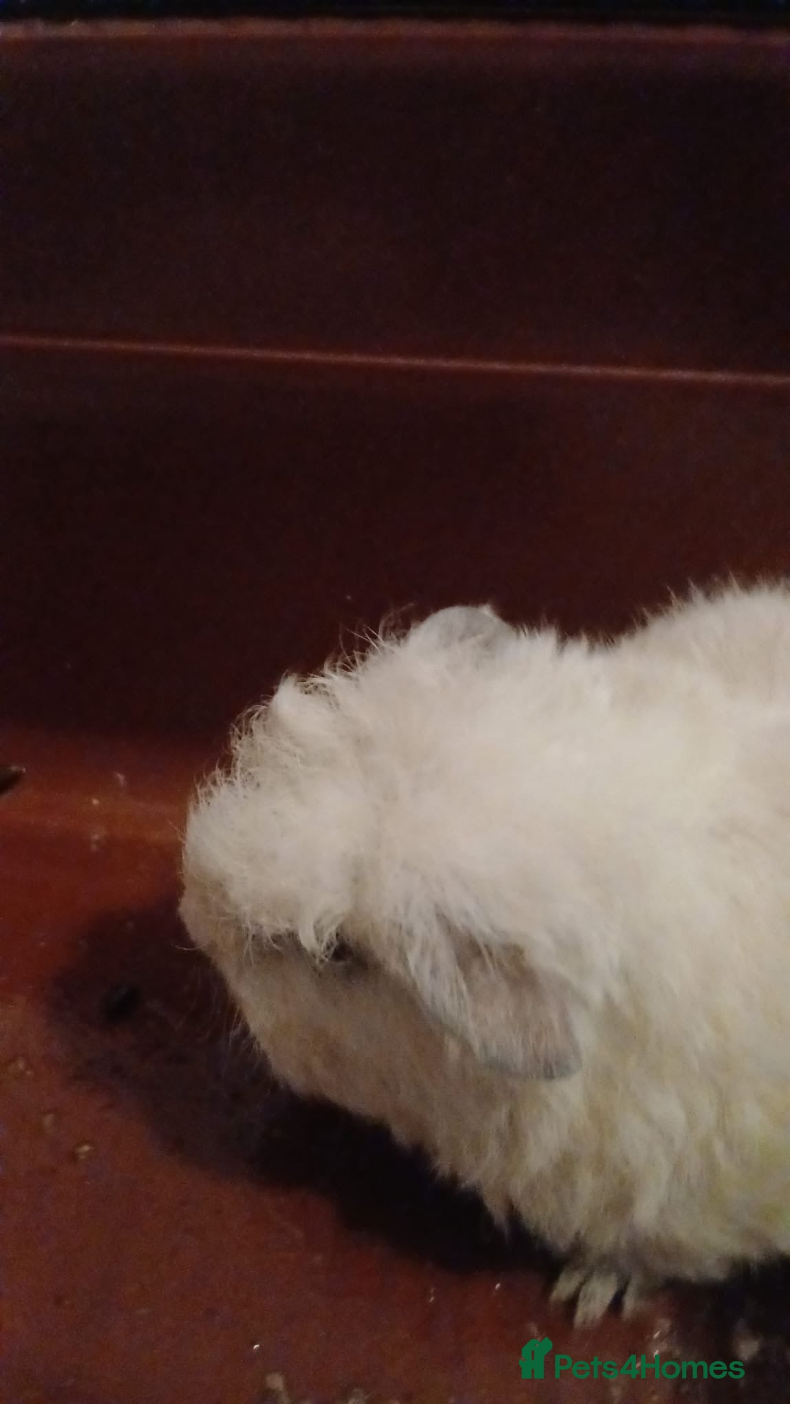 Guinea Pig rodents Male guinea pig - Advert 1