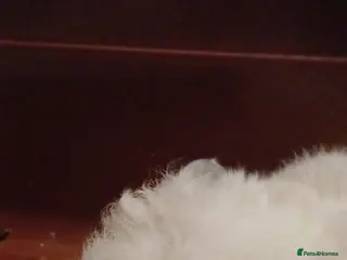 Guinea Pig rodents Male guinea pig - Advert 1