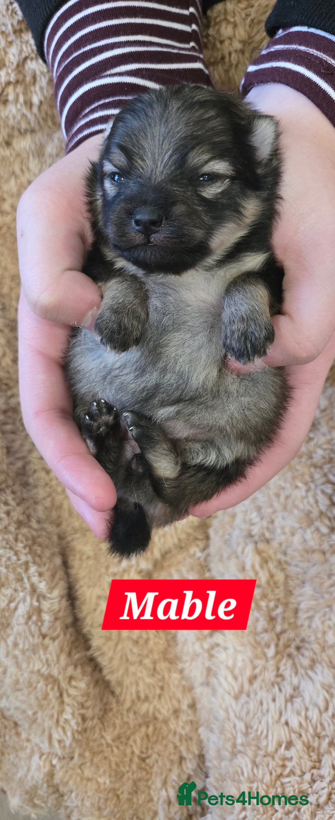 Pomeranian dogs for sale: Pretty Pomeranians  - Advert 14