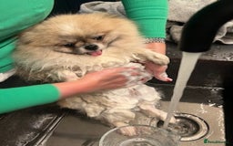 Pomeranian dogs for sale: Cecil the Pomeranian - Image 5