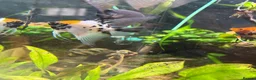 Angelfish fish for sale: Angelfish Tropical Fish for Sale 🐠 - Advert 3