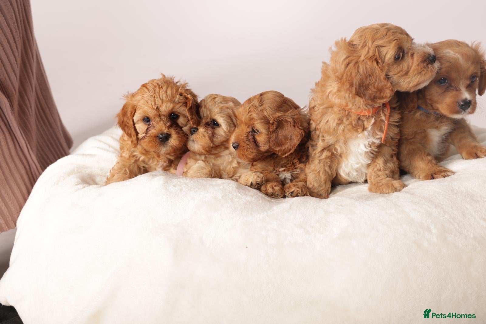 Cavapoo dogs Beautiful litter of f2 Cavapoo puppies  - Advert 1