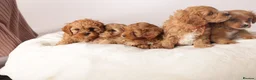 Cavapoo dogs for sale: Beautiful litter of f2 Cavapoo puppies  in Northwich - Advert 1