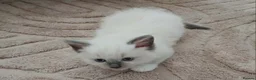 Ragdoll cats for sale: Full ragdoll kittens  - Advert 3