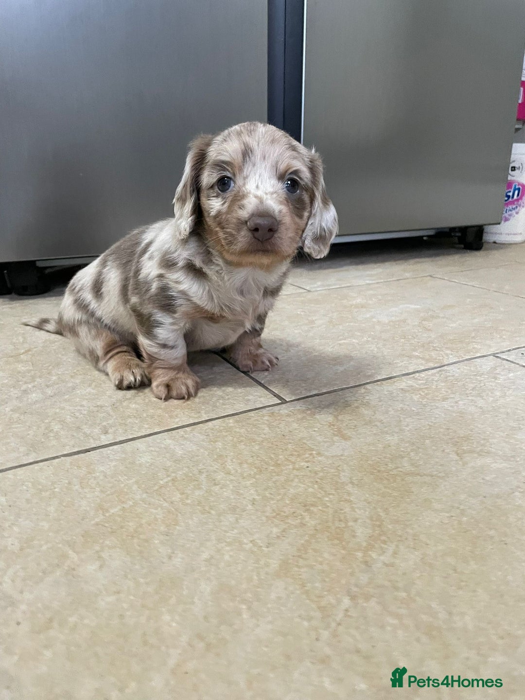 Miniature Dachshund dogs for sale: Long hair, Isabella and tan dapple / piebold  - Advert 1