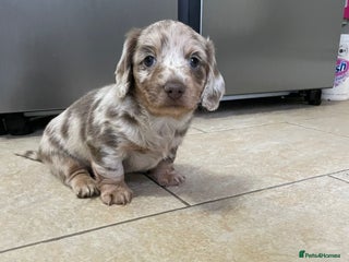 Miniature Dachshund dogs Long hair, Isabella and tan dapple / piebold - Advert 4