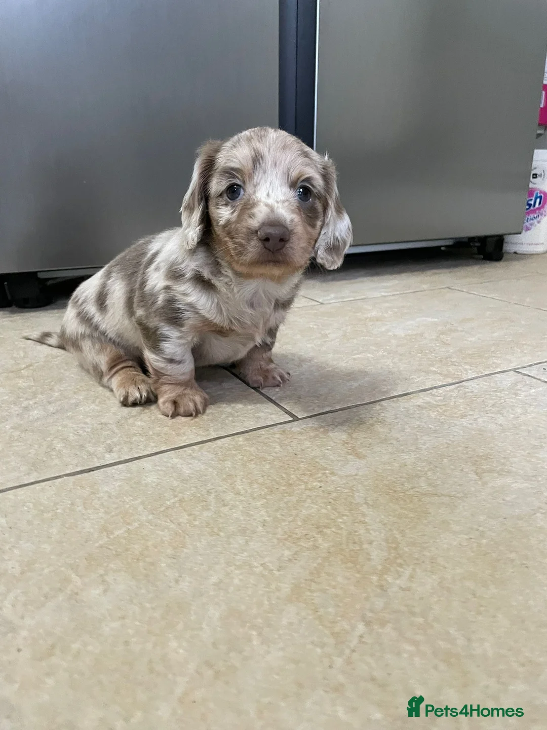 Miniature Dachshund dogs for sale: Isabella and tan piebald long hair   - Advert 11