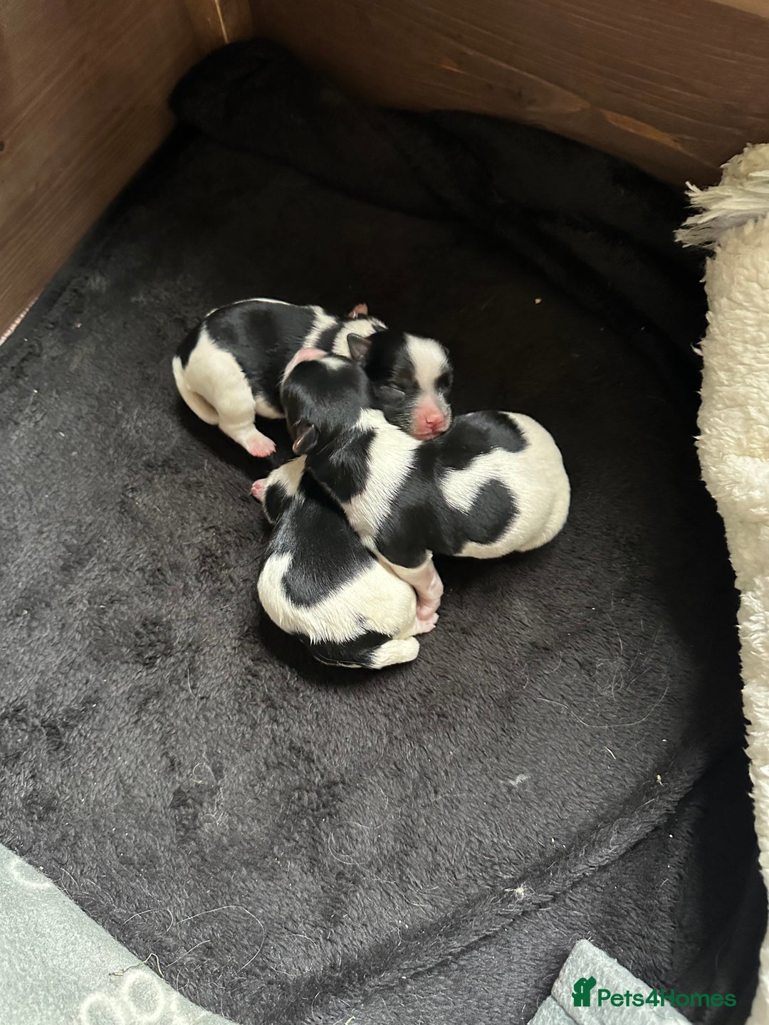 Biewer Terrier dogs for sale: Biewer Terrier Puppies - Advert 8