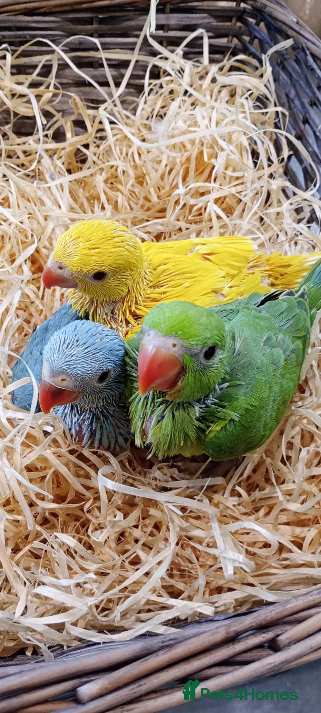 Ringnecks birds for sale: Handreared baby Indian ringneck for sale  - Advert 3