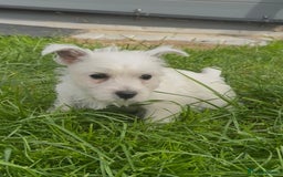 West Highland Terrier dogs for sale: West Highland Terrier pups Dad show bloodlines - Image 10