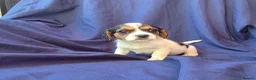 Jack Russell dogs for sale: Beautiful jack russell puppies ready now - Advert 23