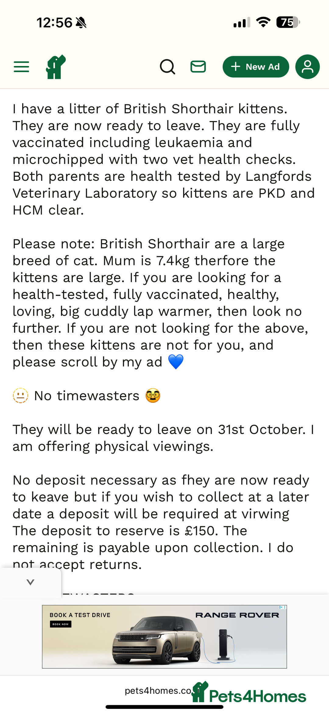 British Shorthair cats for sale: Fawn male British shorthair  - Advert 6