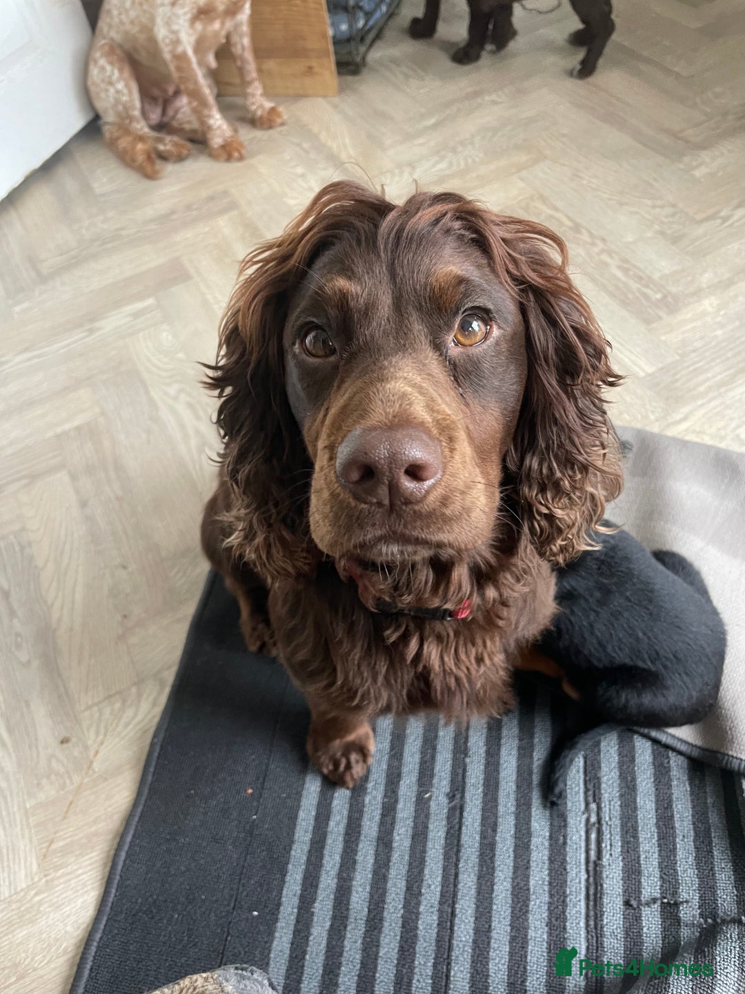Cocker Spaniel dogs for stud: KC DNA CLEAR PROVEN STUD - Image 3